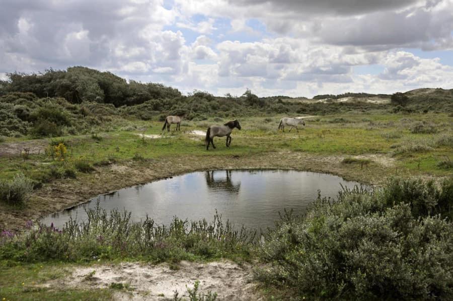 Vakantiehuisje De Panne Vlak Aan Plopsaland En De Zee Esterno foto